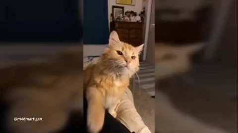 Funniest & cutest cat video Compilation