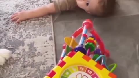 Animal funny videos