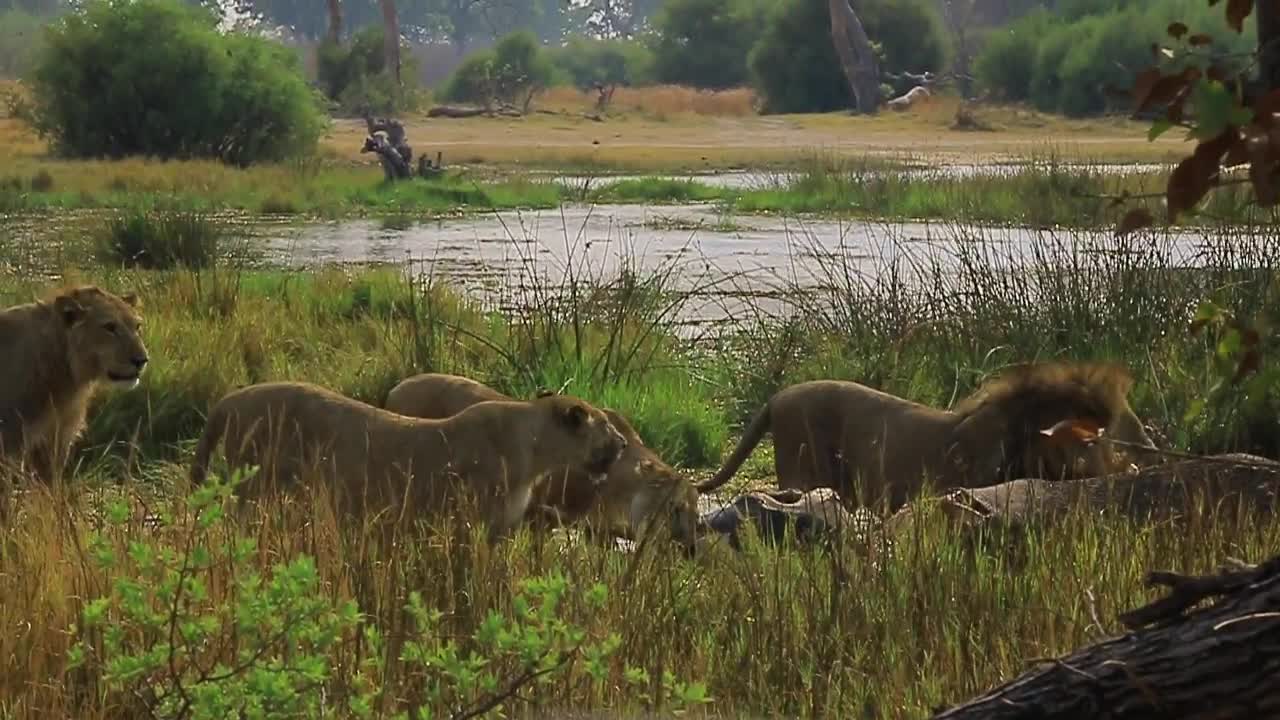 Lions Eating An Elephant