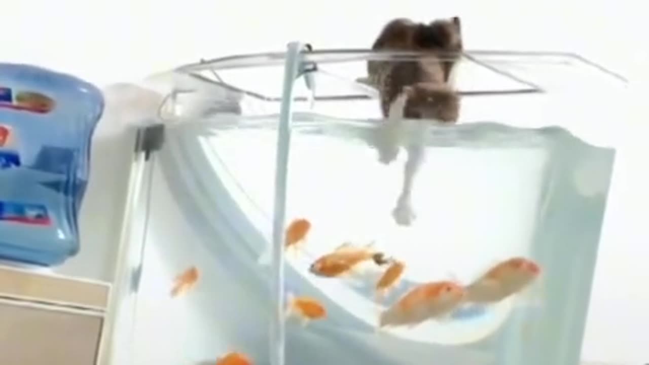 Funny cats