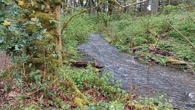 Sounds of Murray Creek