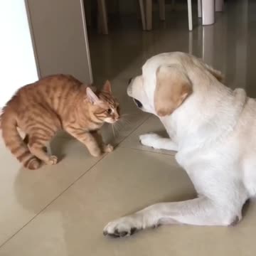 "Feline Diplomacy" or "Paws for Peace"