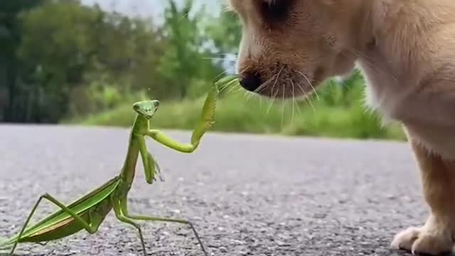 Puppy and mantis battle, who will win？