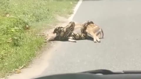 To the rescue!|Heartwarming Animal Rescue - Saving Lives, One Paw at a Time🪶⛑️