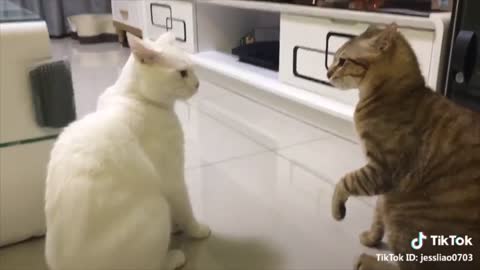 Funny Cats & Dogs Videos Part17