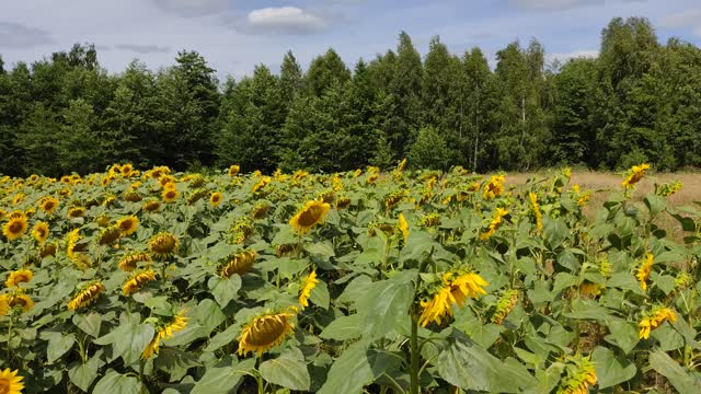 Field with large sunflowers