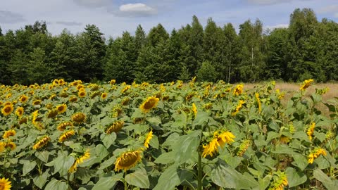 Field with large sunflowers