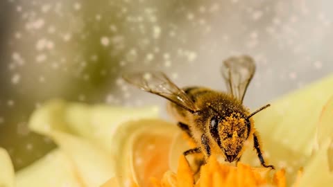 Interesting facts about honey bees