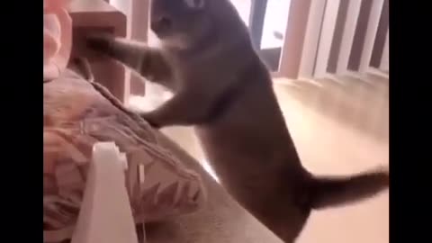 funny cat videos- Best Of Funny Animal Videos#shorts