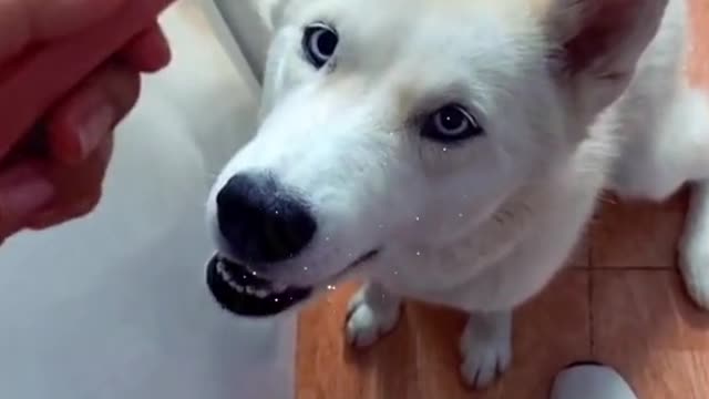 This is how I instruct my husky to speak