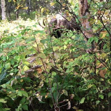 It's still hunting season , stupid moose .