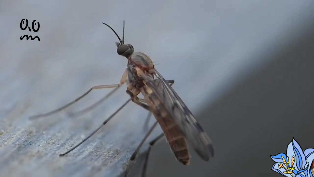 insects pooping.