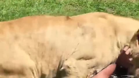 Spread love between humans and animals 🩷