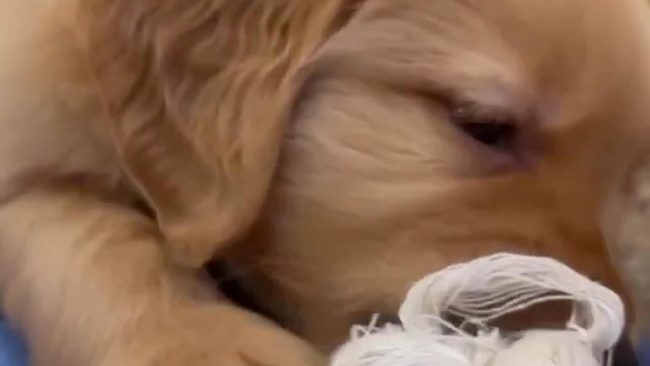 Puppy wants to Play with you!