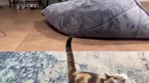 Cat so funny Video viral 2023 😂🤪