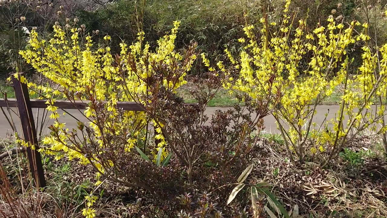 Our flower garden and scenery in Nasu, Japan.