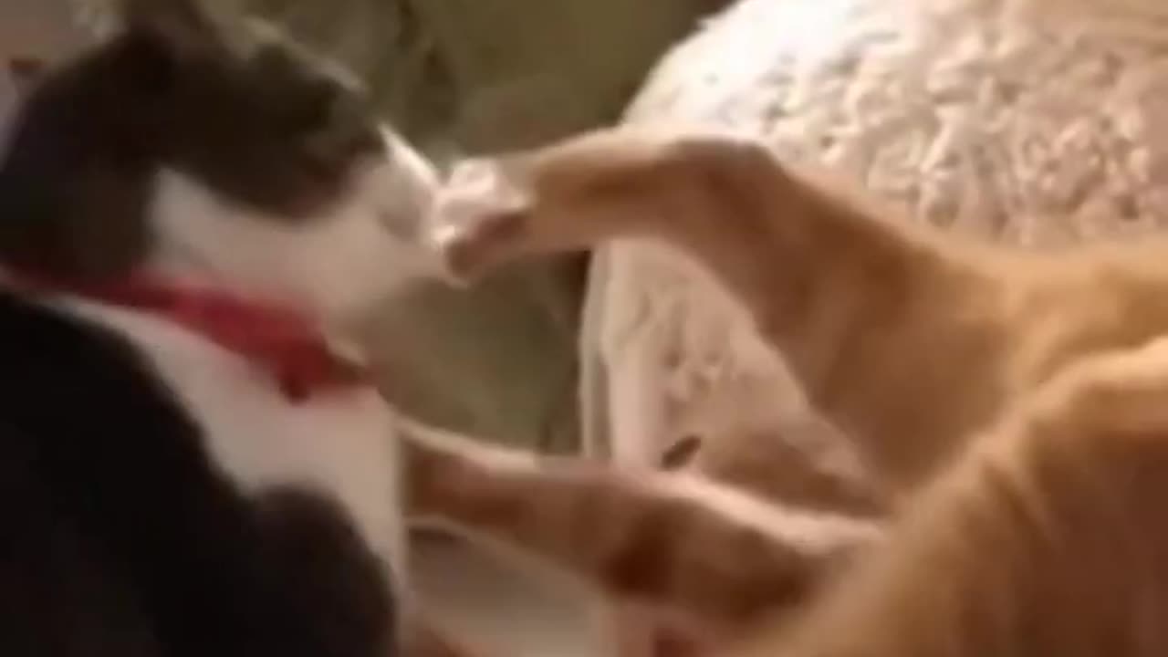 🐱 Funny cat videos - cute cats - Try not to laugh - Baby Cats Compilation #short 37 🐈