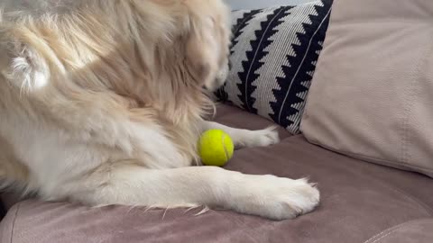 Puppy trying to play with Golden Retriever