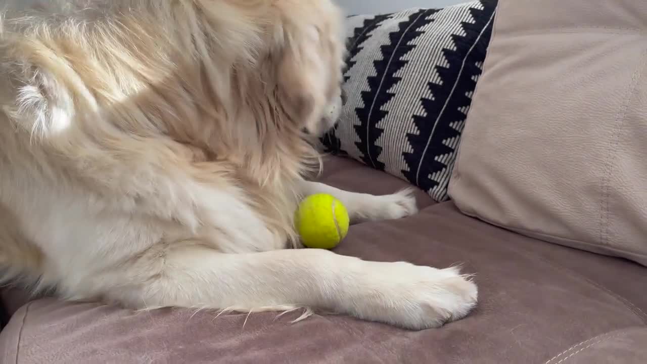 Puppy trying to play with Golden Retriever