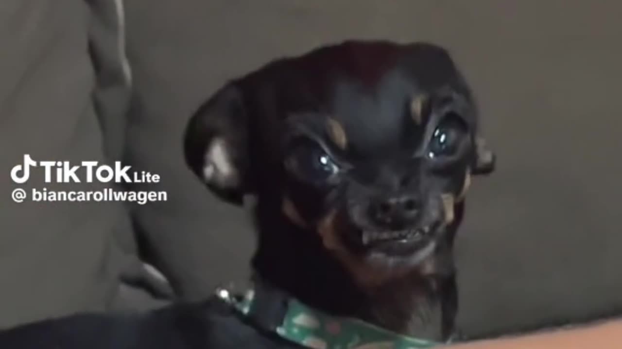 cutee dog