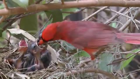 Feeding birds