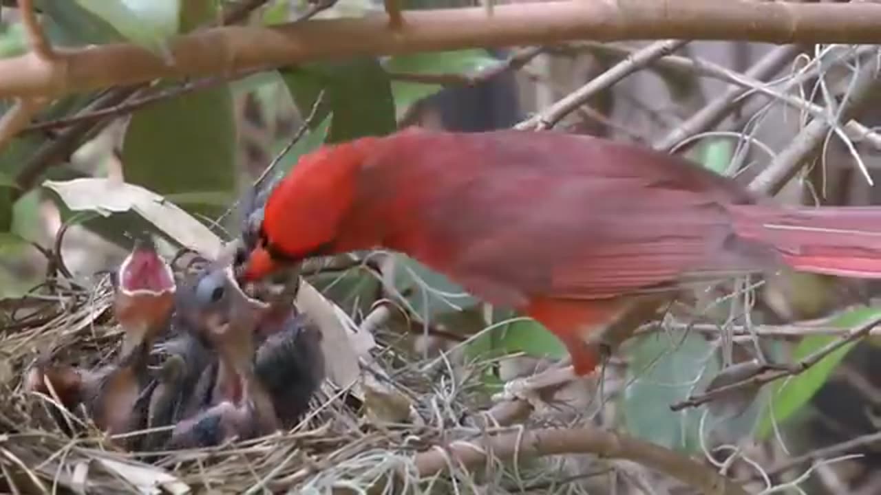 Feeding birds