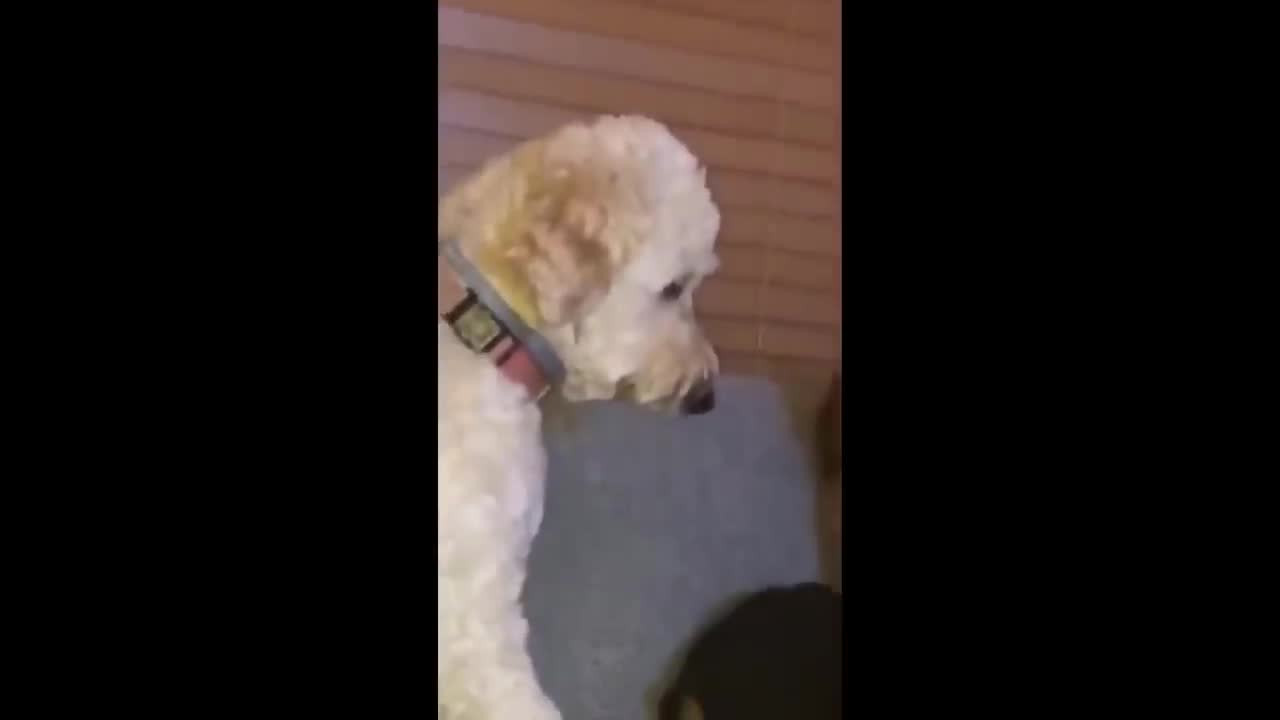 Probably the Funniest Pet Video