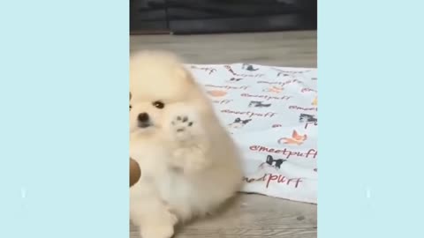 Cute little puppy funny video