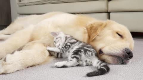 Kitten with a Sleeping Golden Retriever So CUTE