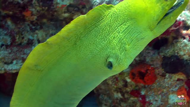 How to pronounce Sea Animals for Children