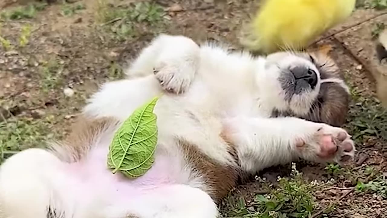 Proof that puppies can be freind with anyone!