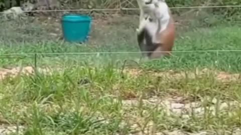 🤣😹 Funny animal videos 😹🤣