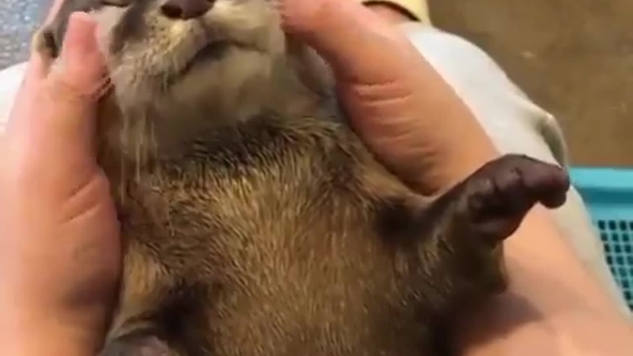 Otter loving the face massage