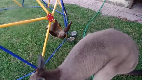 So cute this baby sloth