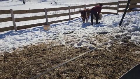 American Shorthorn Calf Joins the Main Flock/Herd, The Kids Come Along for Chores