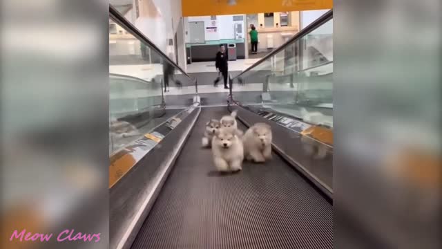 Baby Alaskan Malamute Cutest and Funniest Moments New Compilation 😍| Try Not To Laugh.