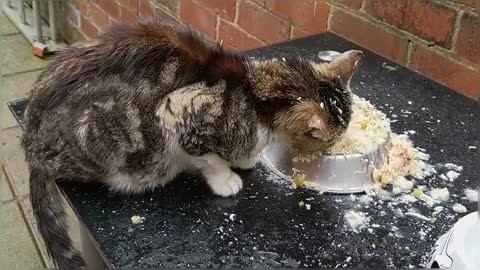 Hungry Stray Cats In My Yard On A Rainy Day