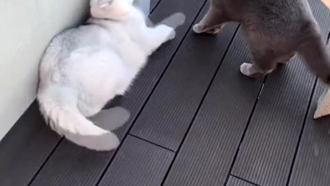 Cute Cats 🐱🐱🐱