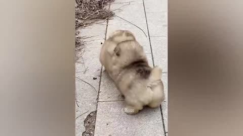 Vidéos d'animaux drôles