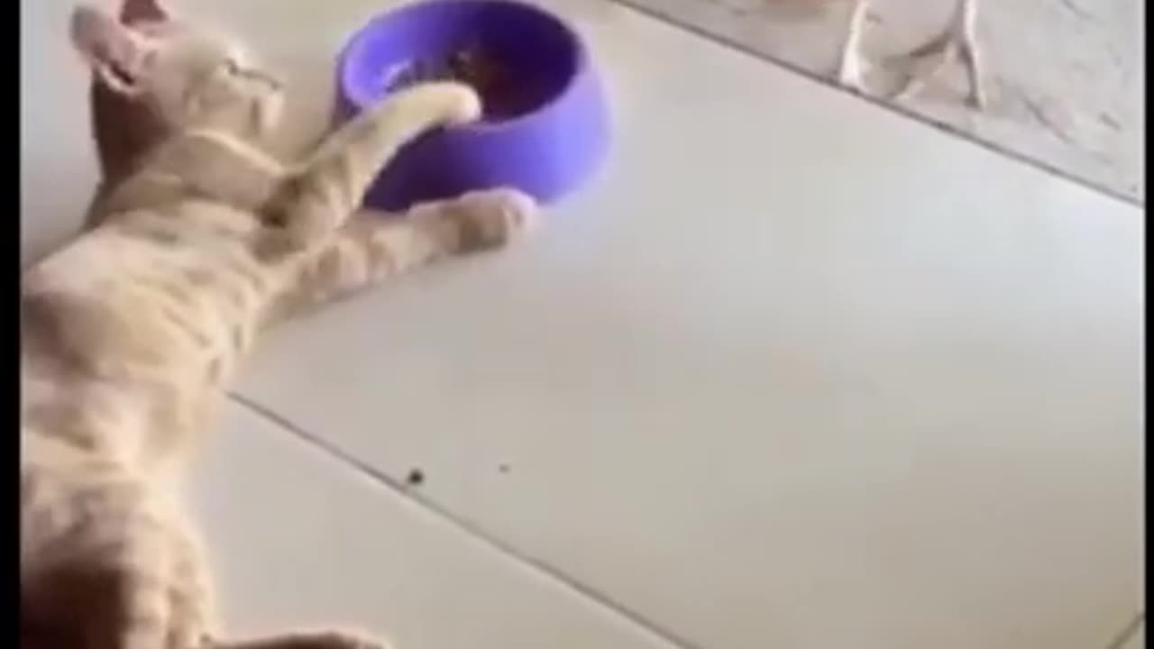 #funnyanimalvideo