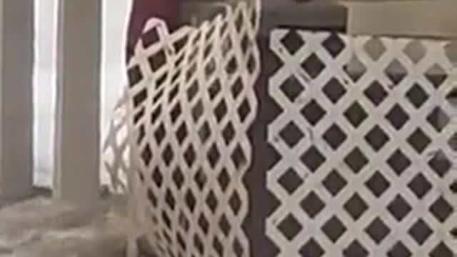 A bro helps cat stuck on AC unit during Hurricane Ian