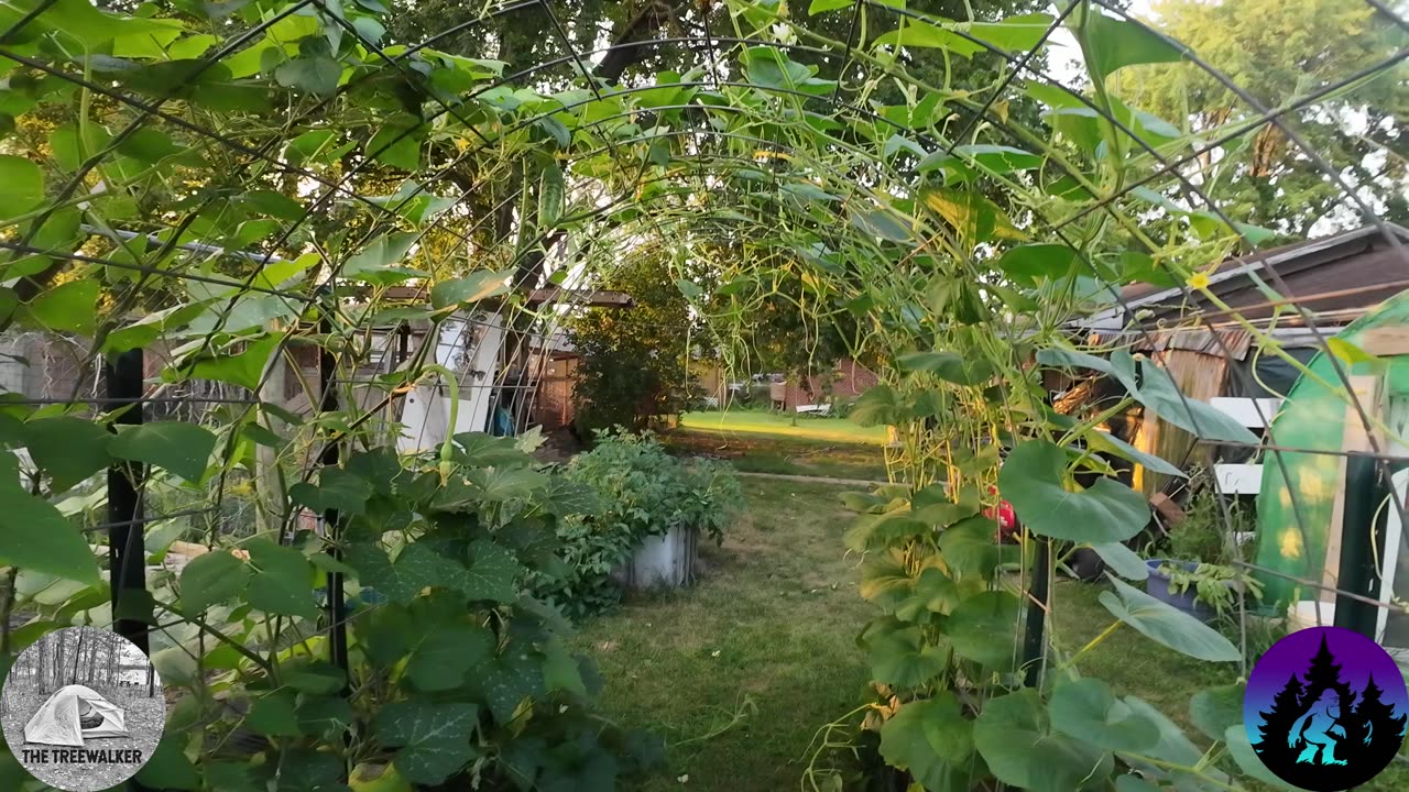 Trellis at Golden Hour