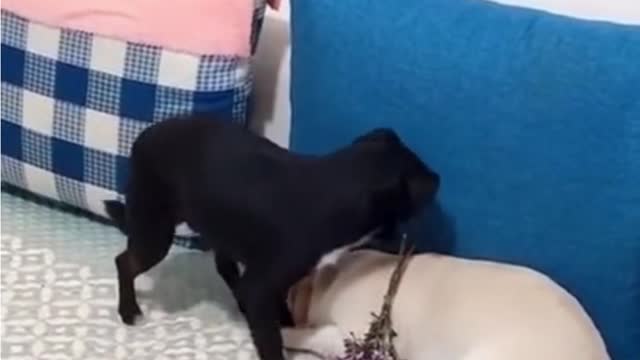 world best Funny lovely puppies 2021 Funny Dog HD videos | we love dogs - 58