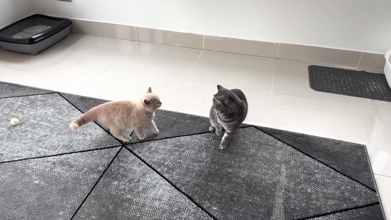 Kitten Meows Before Attacking Cat(1)