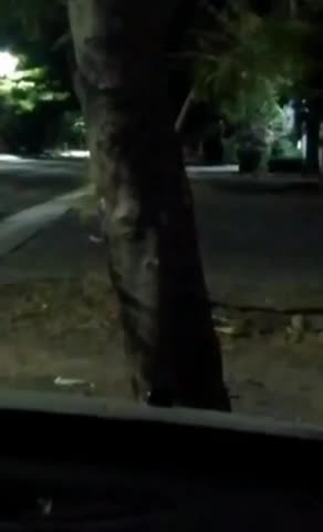 “THE CREEPY TREE WITH FACES “