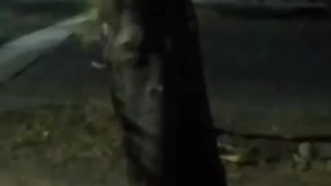 “THE CREEPY TREE WITH FACES “