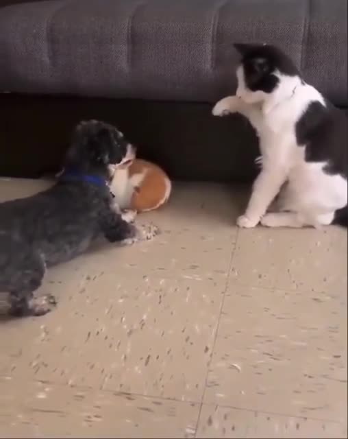Dogg vs cat funny