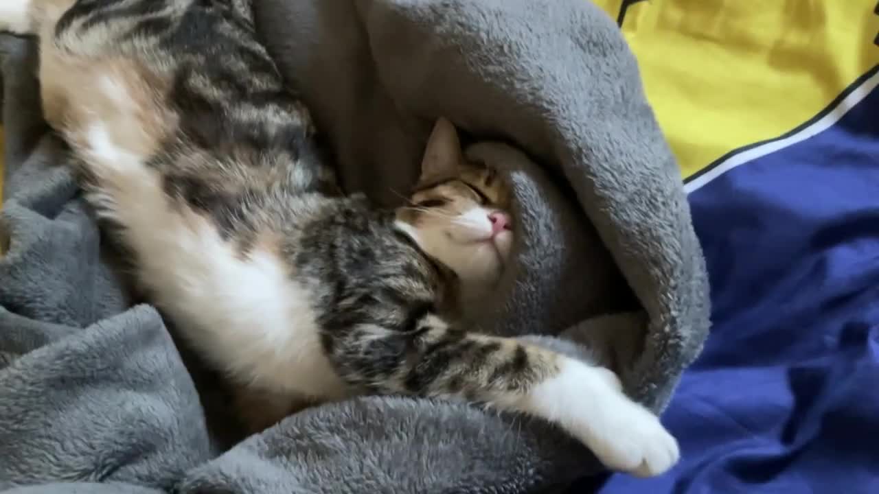 Sleepy Cat