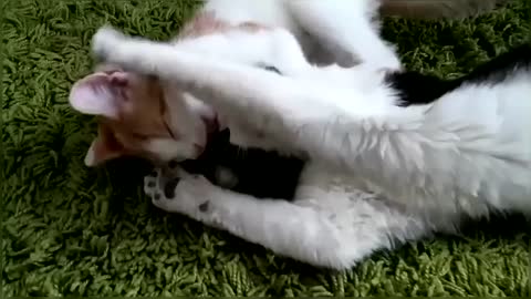 Funny & Cute Cat Compilation Video