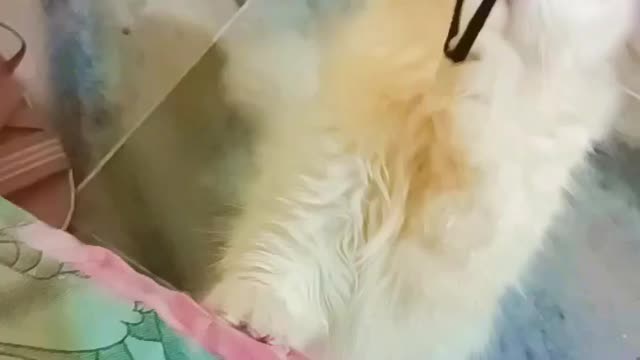 Baby lovely cat kitten